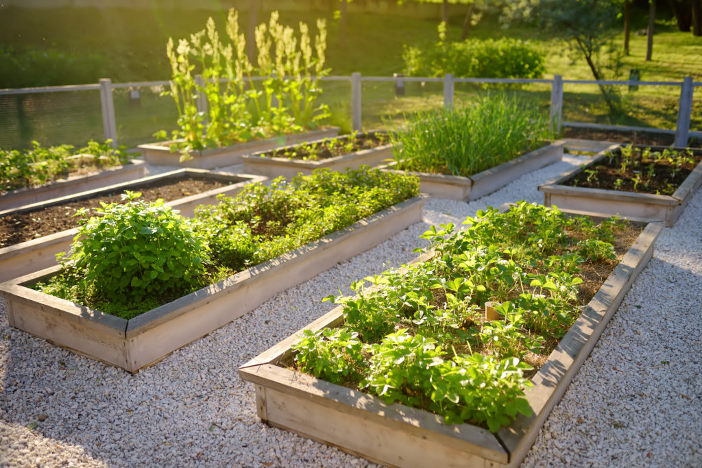 Community,Kitchen,Garden.,Raised,Garden,Beds,With,Plants,In,Vegetable