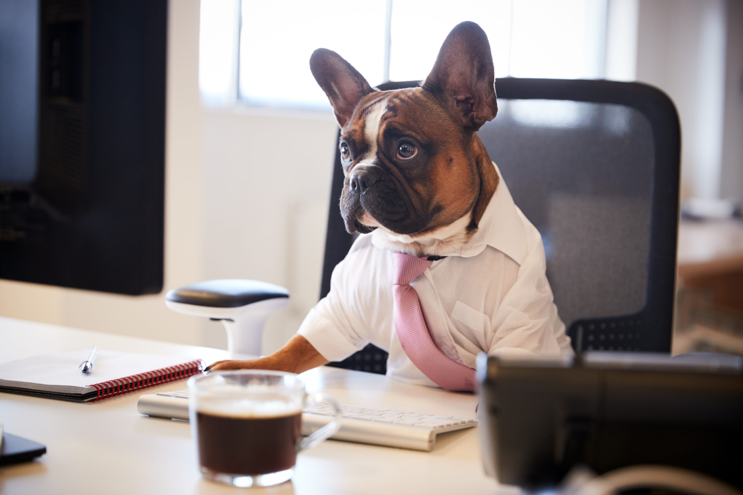 French,Bulldog,Dressed,As,Businessman,Works,At,Desk,On,Computer