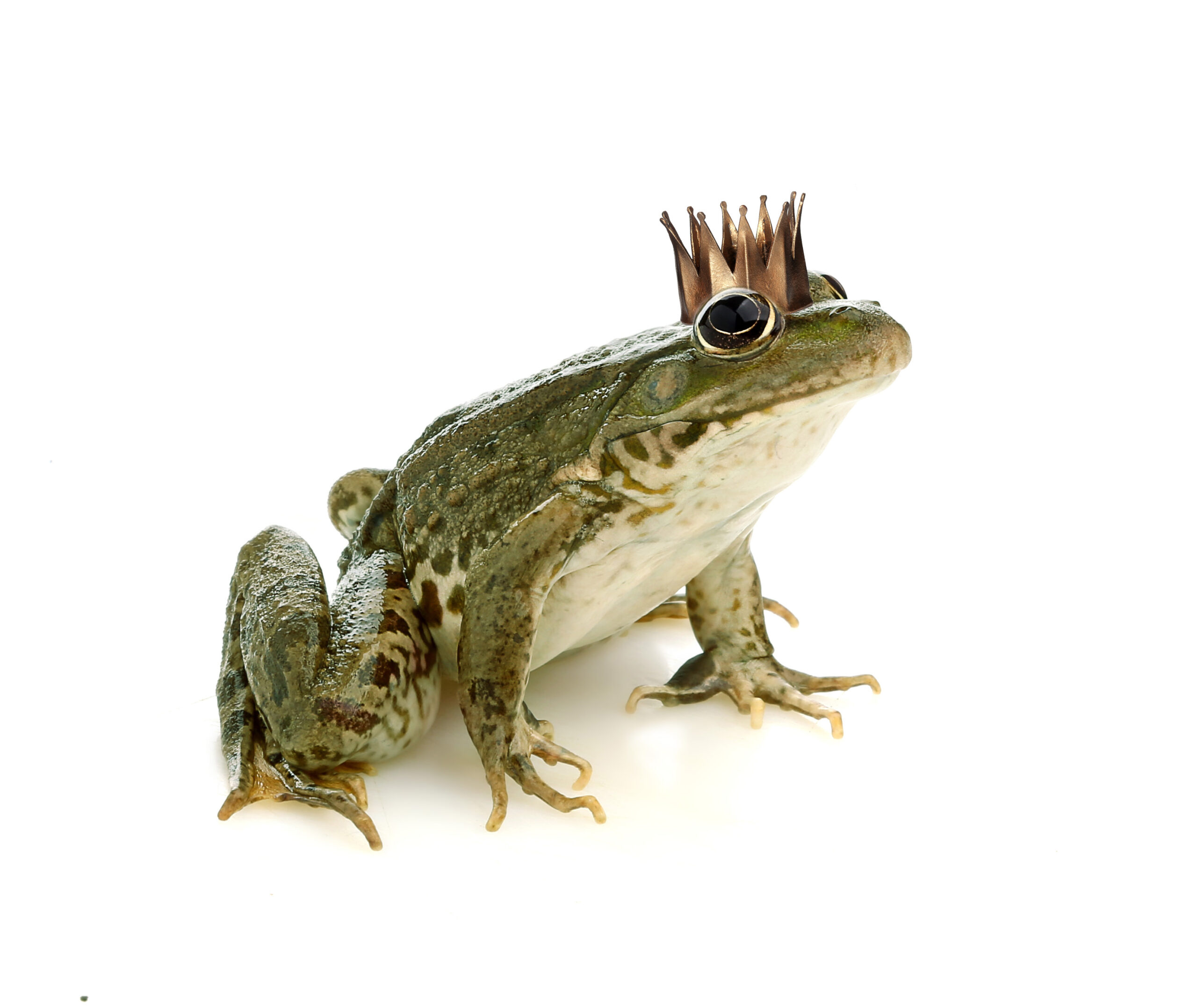 Frog,Princess,In,A,Crown,Isolated,On,A,White,Background.